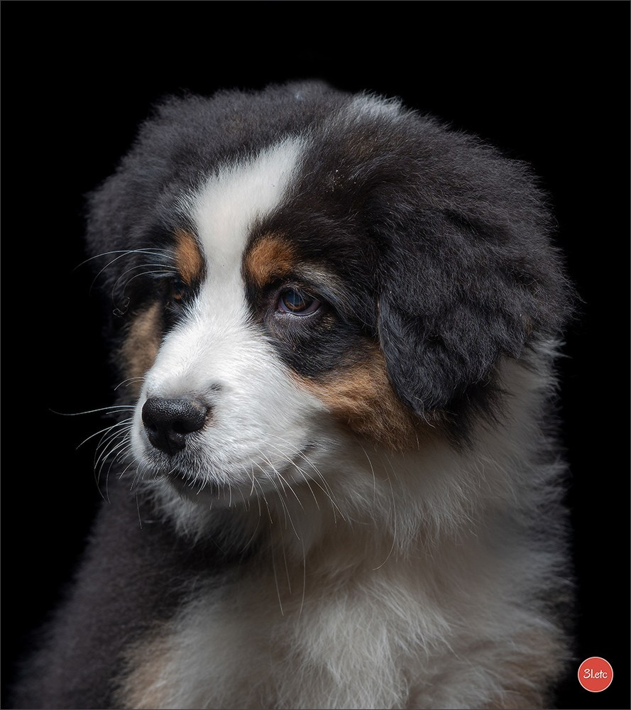 Domaine de la patte blanche. Photographe à Strasbourg | Portraits, Studio, Enfants, Événements