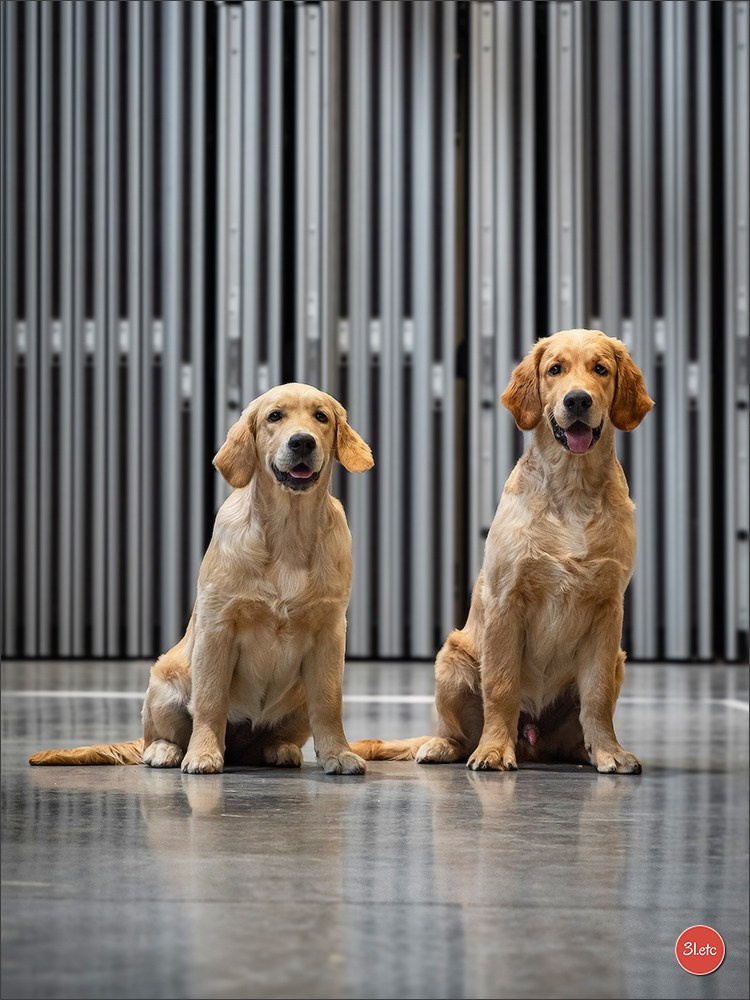 Dog Show Liege 🇧🇪 19-29/07/2025. Photographe à Strasbourg | Portraits, Studio, Enfants, Événements