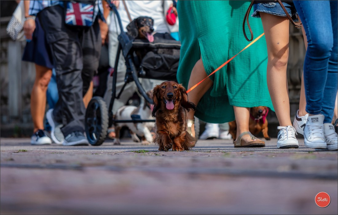 Teckels Parade Strasbourgeoise  Vous pouvez voir le galerie de photos. Photographe à Strasbourg | Portraits, Studio, Enfants, Événements
