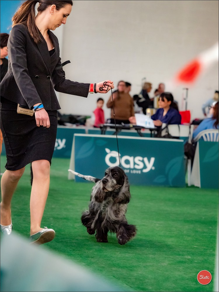 Dog Show  🇮🇹  San Marino. Photographe à Strasbourg | Portraits, Studio, Enfants, Événements