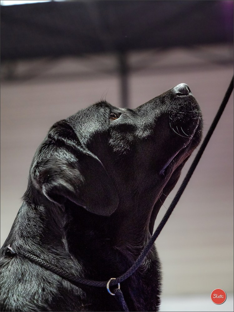 🇫🇷  Angers  🇫🇷  Expo canine  21-22/03/2026. Photographe à Strasbourg | Portraits, Studio, Enfants, Événements
