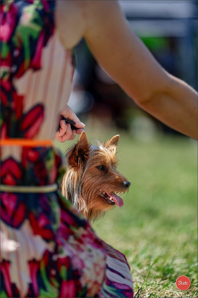 Dog Show - Hallbergmoos 🇩🇪 11-12/07/2026