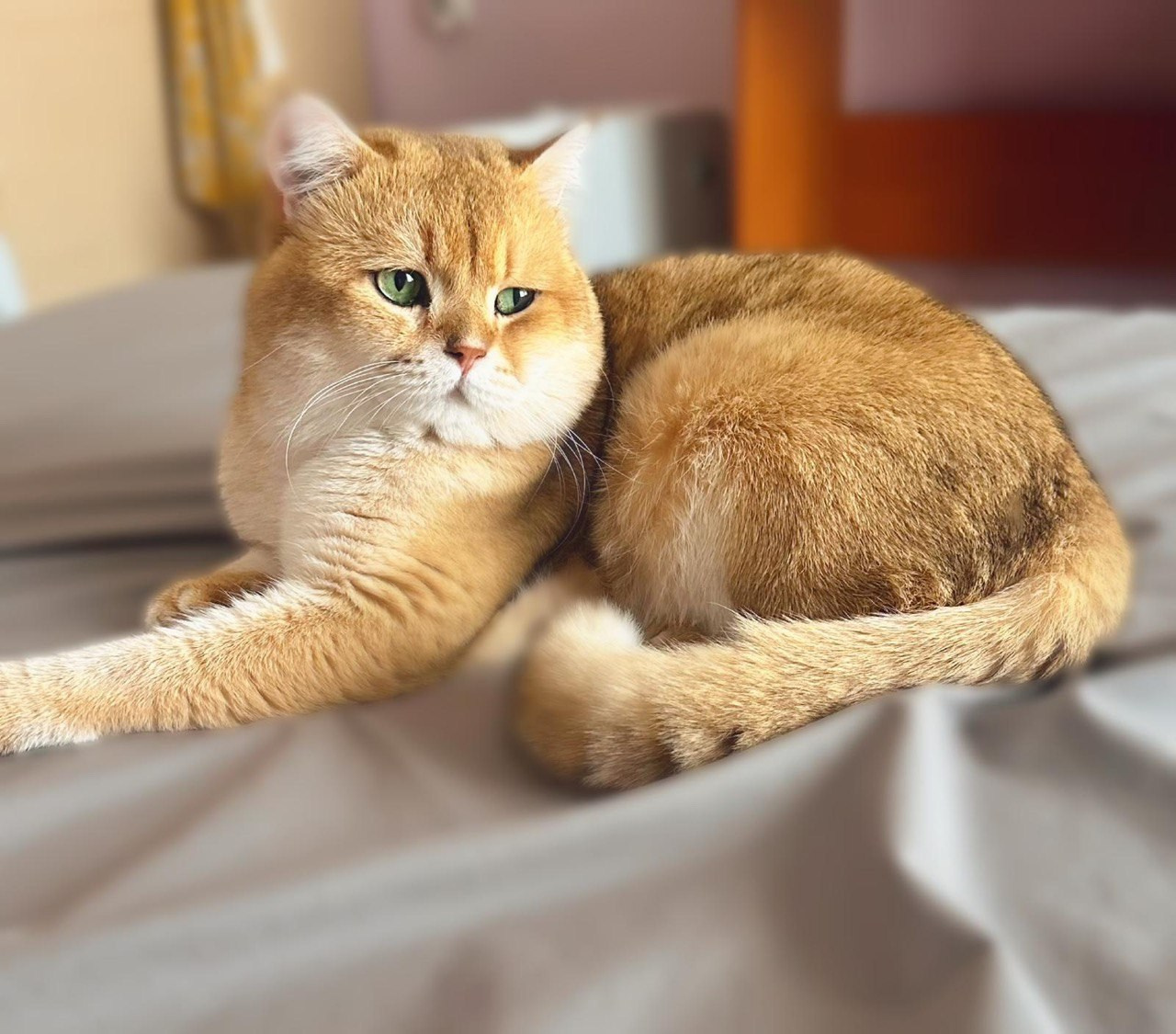 DreamCatFold — питомник шотландских кошек в Греции