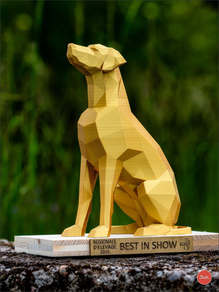 R.E. Rhodesian Ridgeback - Belleau (54) Expo canine Nancy  🇫🇷  24/05/2025. Photographe à Strasbourg | Portraits, Studio, Enfants, Événements