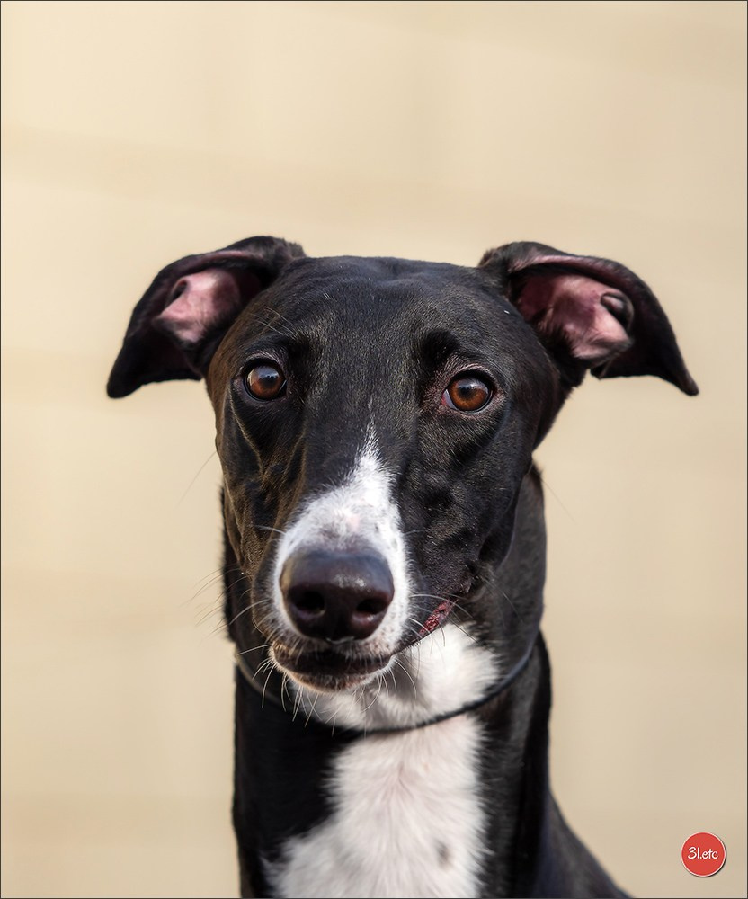 🇫🇷  Chalons en Champagne  🇫🇷  Expo canine  31/01-01/02/2026. Photographe à Strasbourg | Portraits, Studio, Enfants, Événements