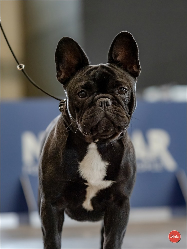 Photographie animalière. Photographe à Strasbourg | Portraits, Studio, Enfants, Événements