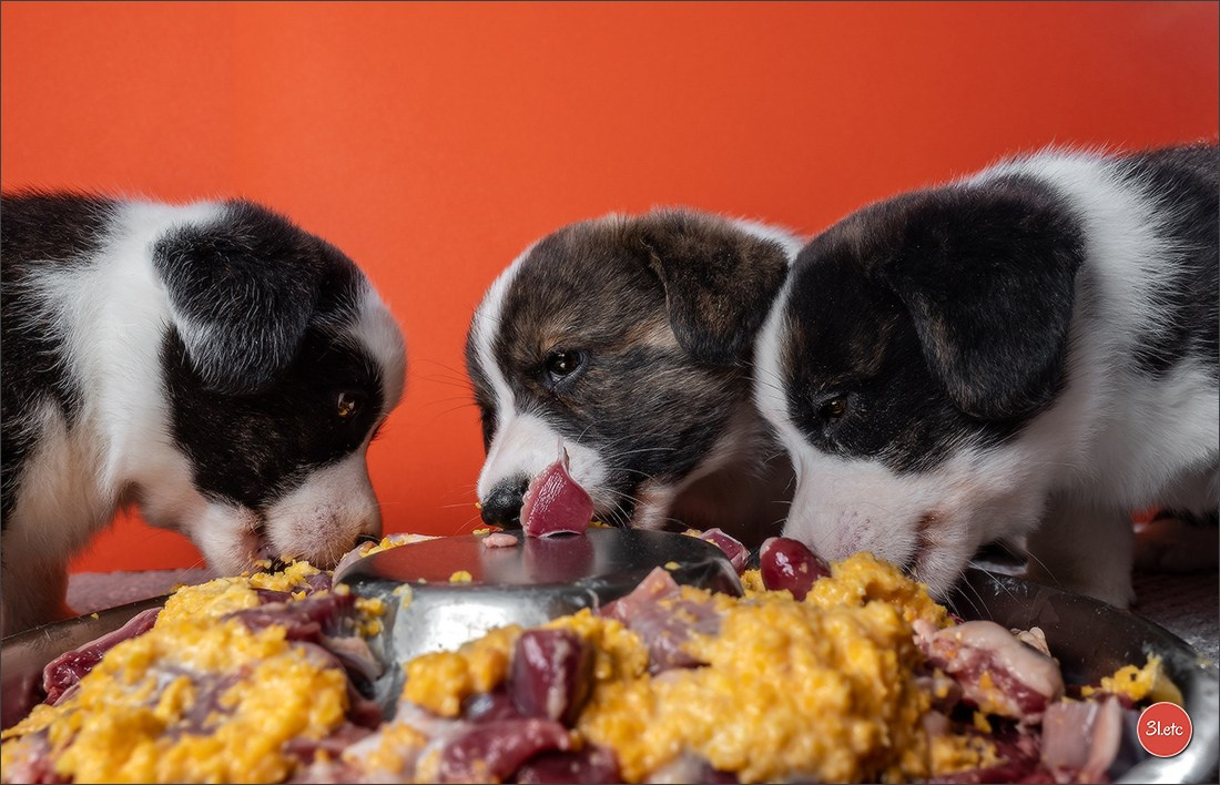 Photographie animalière. Photographe à Strasbourg | Portraits, Studio, Enfants, Événements