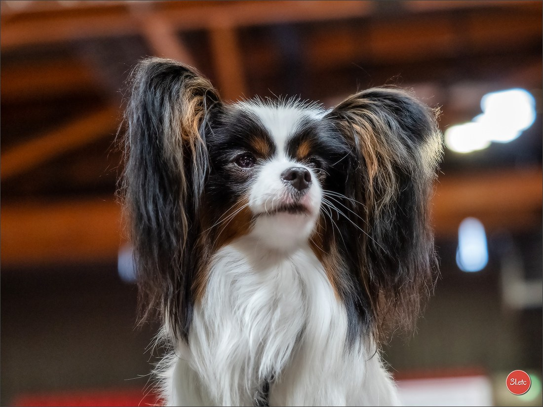 Photographie animalière. Photographe à Strasbourg | Portraits, Studio, Enfants, Événements