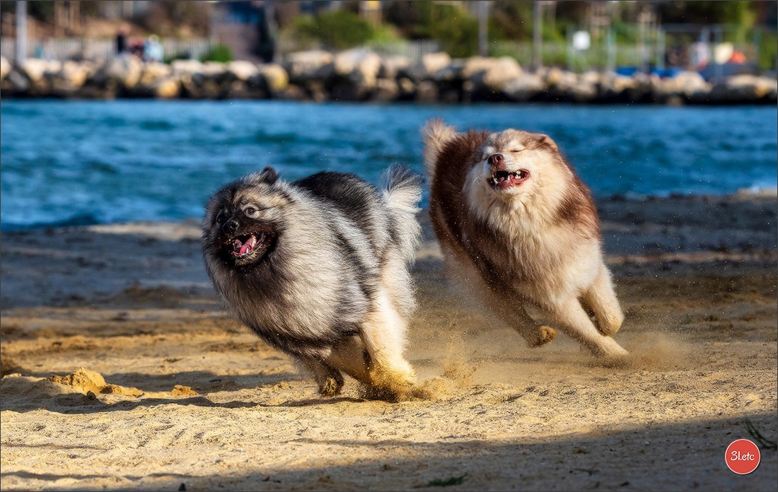Expo canine 🇫🇷 Martigues  19-20/04/2025. Photographe à Strasbourg | Portraits, Studio, Enfants, Événements