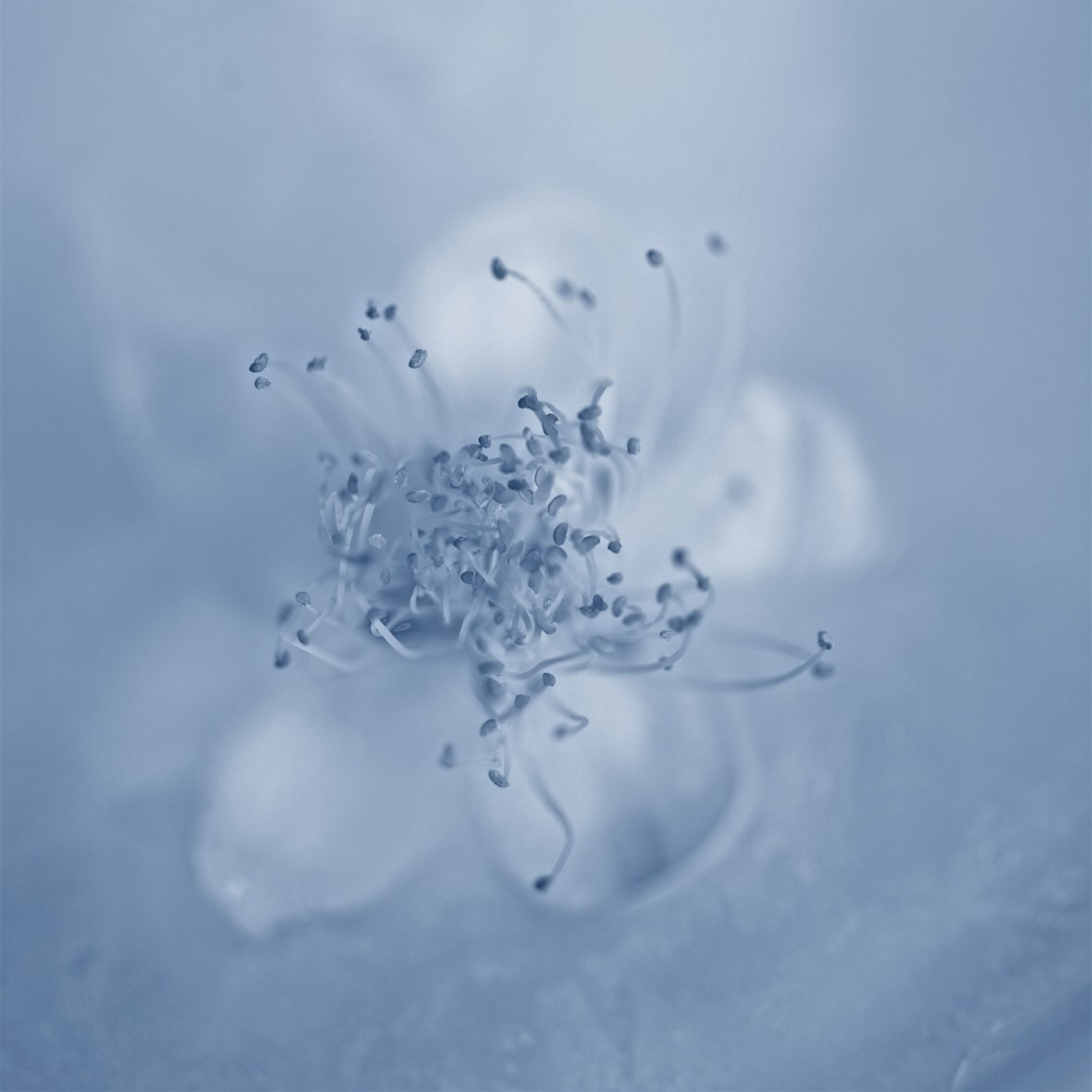 ALL RIGHTS RESERVED All images can be printed in 100 x 100 cm and 100 x 150 cm formats on the best fine art media. Other formats are available upon request. For further information, please contact the links on the main page of the site.
