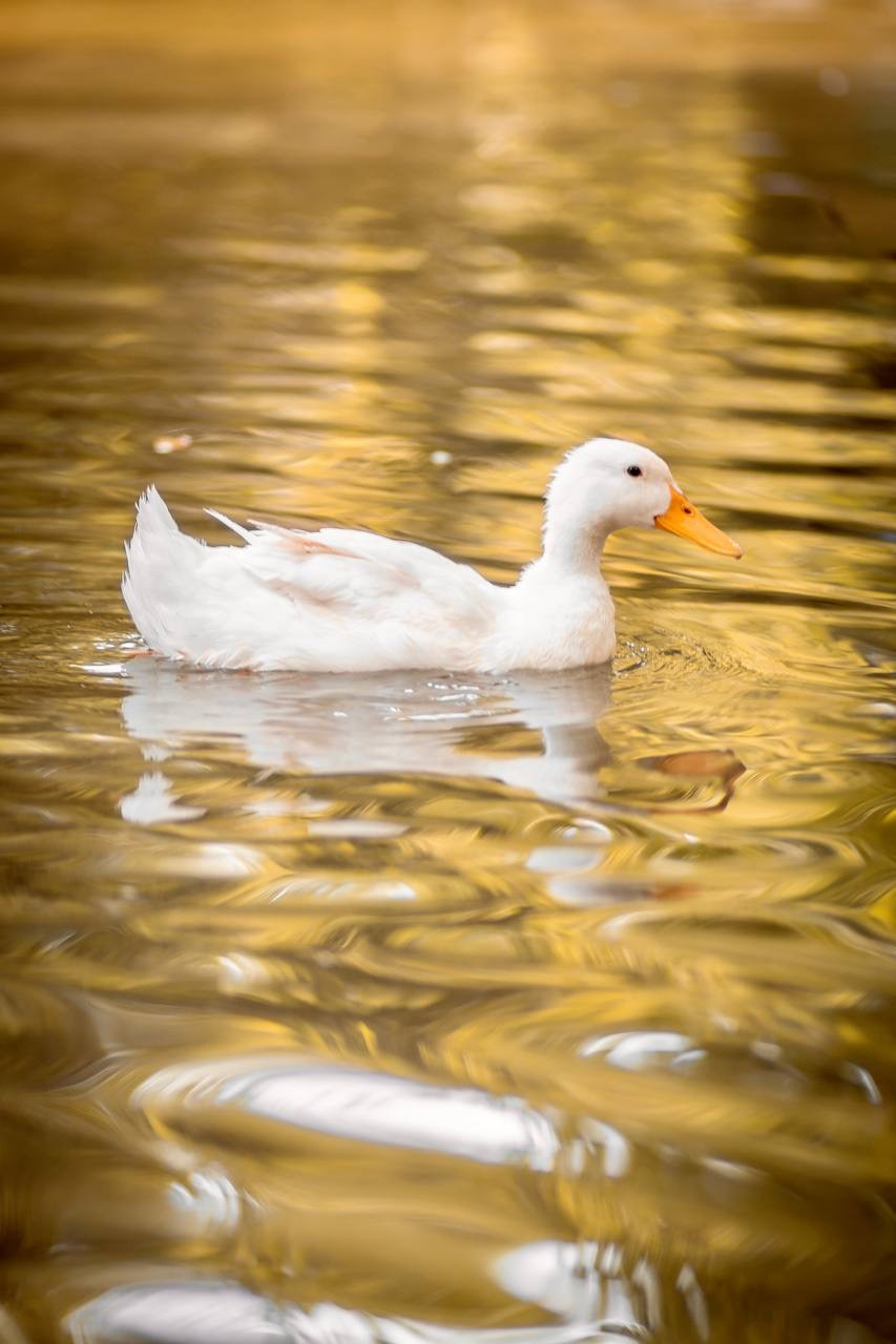 Mom and daughter photo walk in National Garden. Family Photographer in Greece