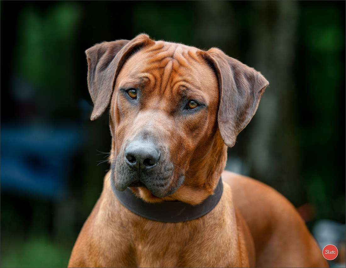 Photographie animalière. Photographe à Strasbourg | Portraits, Studio, Enfants, Événements