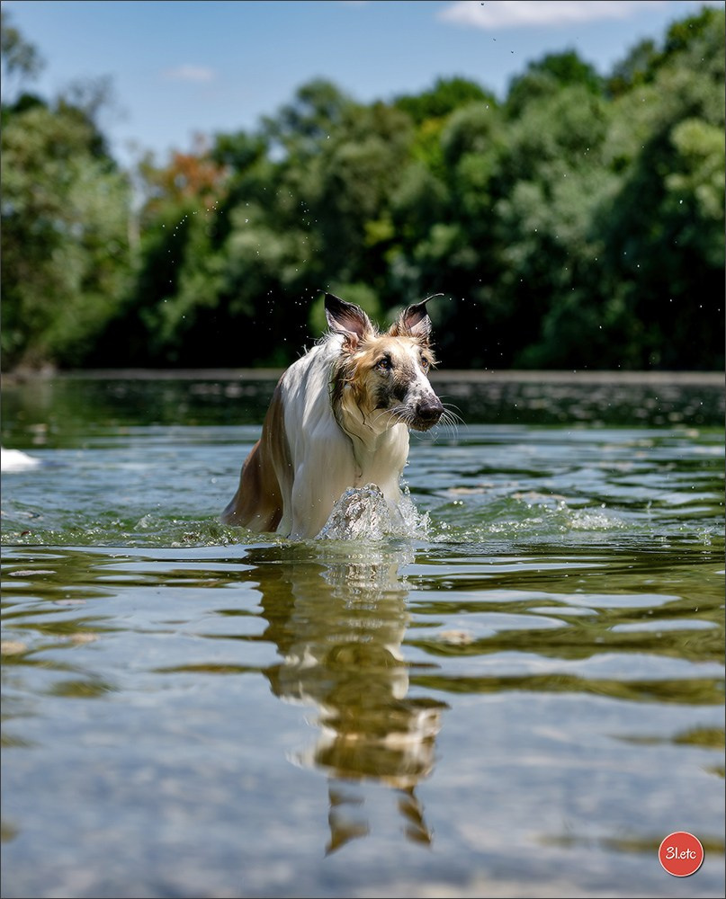 Dog Show - Hallbergmoos 🇩🇪 11-12/07/2026