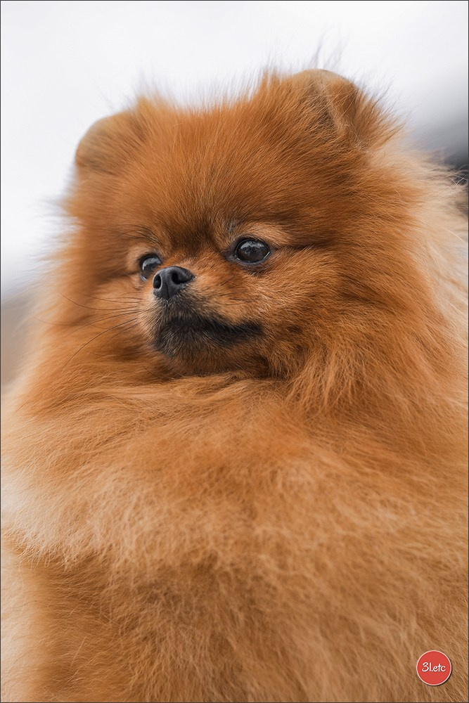 🇱🇺 LUXEMBOURG 🇱🇺 International Dog Show 4-5/04/2026. Photographe à Strasbourg | Portraits, Studio, Enfants, Événements