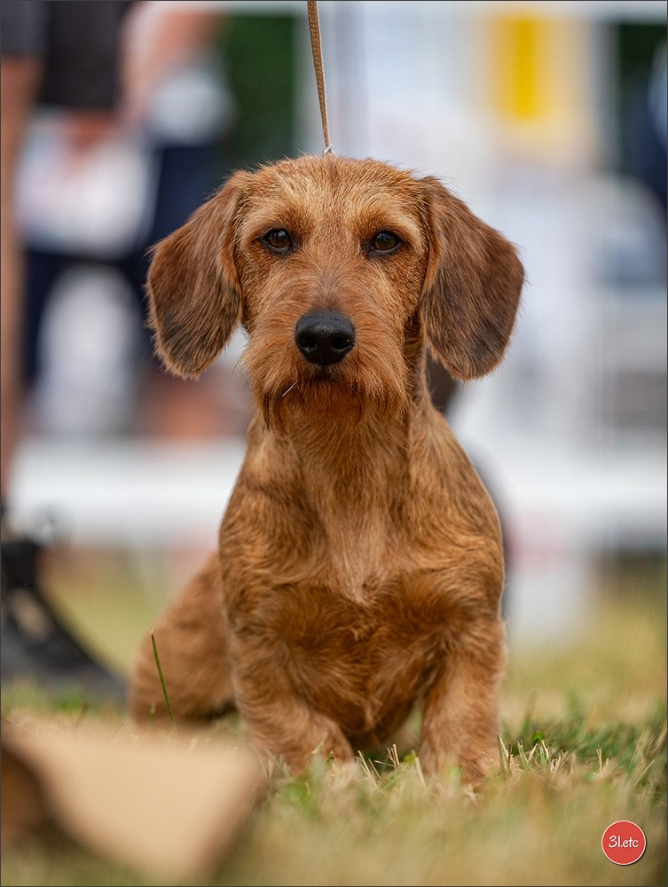 Expo canine (Teckel) Strasbourg Hoerdt  🇫🇷  5-6/07/2025. Photographe à Strasbourg | Portraits, Studio, Enfants, Événements