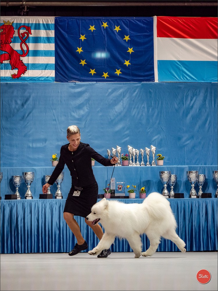 🇱🇺 LUXEMBOURG 🇱🇺 International Dog Show 🇱🇺 30/08 - 31/08/2025. Photographe à Strasbourg | Portraits, Studio, Enfants, Événements
