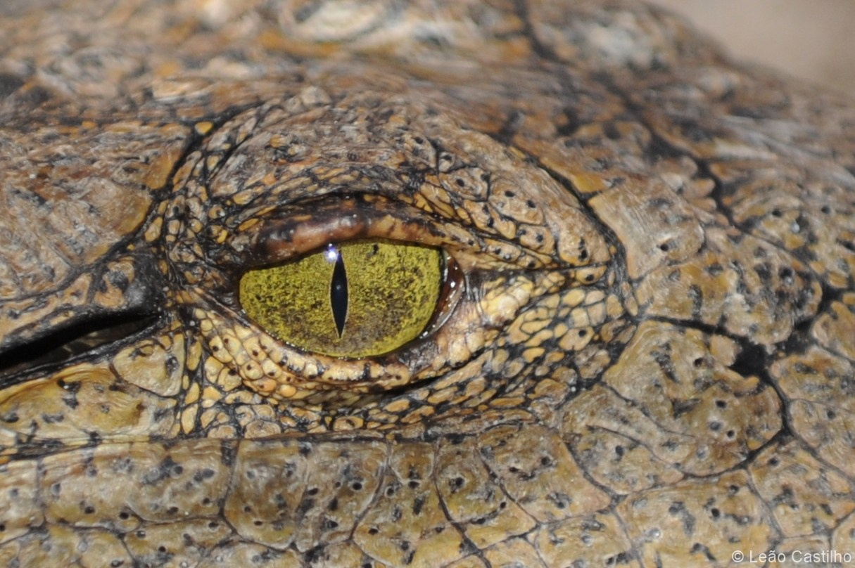 Photos of animals. Simbahalu