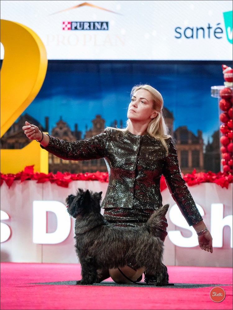 14-15.12.2024 Brussels Dog Show 🇧🇪. Photographe à Strasbourg | Portraits, Studio, Enfants, Événements