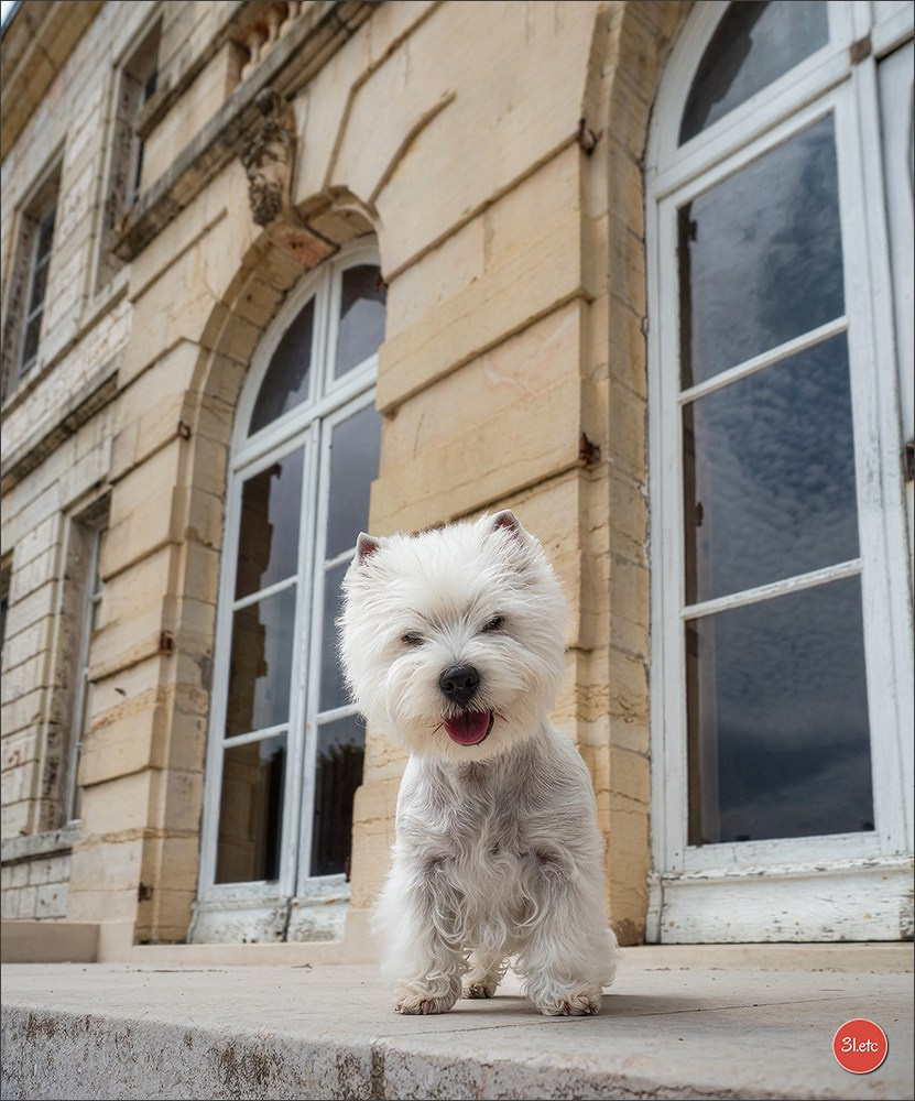 Championnat de France du chien de race  🇫🇷  DIJON (château de Brognon) 7-8/06/2025. Photographe à Strasbourg | Portraits, Studio, Enfants, Événements