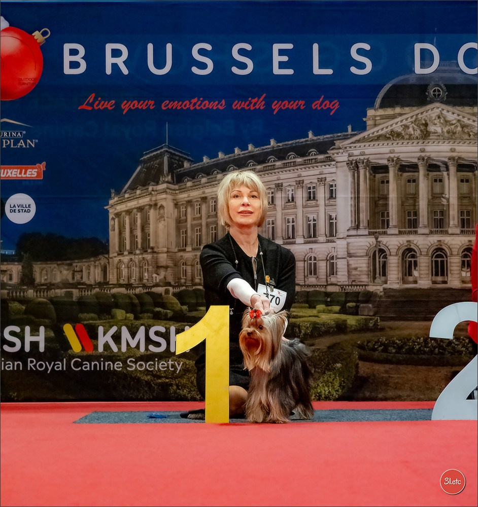 13-14.12.2025   🇧🇪   Brussels Dog Show. Photographe à Strasbourg | Portraits, Studio, Enfants, Événements