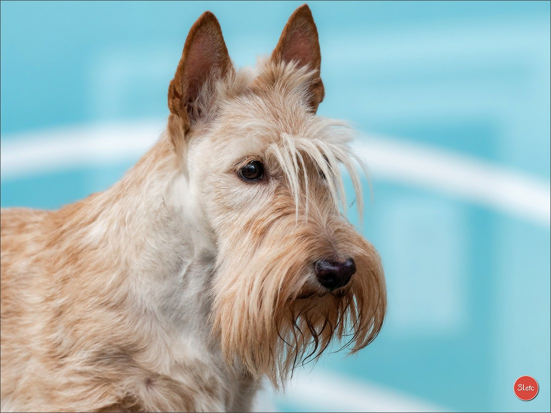 Exposition Canine à 🇫🇷 PARIS 12/01/2025. Photographe à Strasbourg | Portraits, Studio, Enfants, Événements