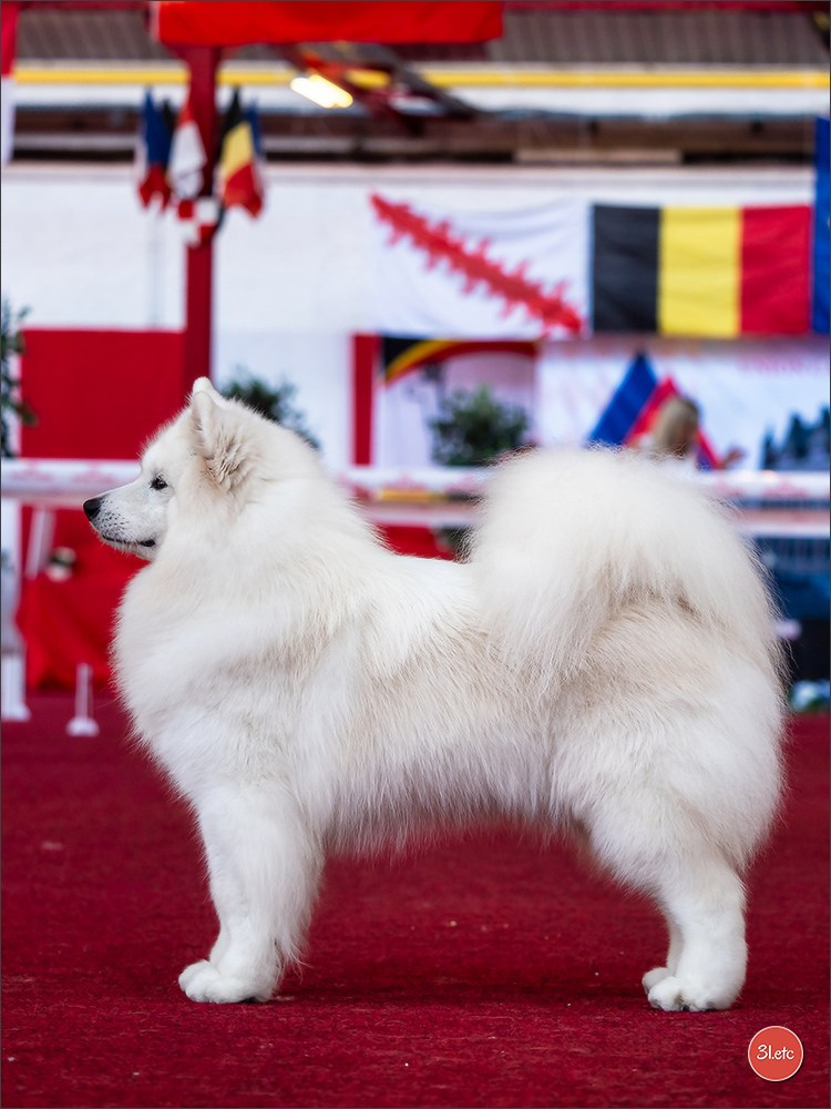 À l'exposition de Mouscron 🇧🇪 #dogshow #dogsphotography #expocanine #photopets #pets #dogs #aminalier #animals #mouscron #mouscron2025. Photographe à Strasbourg | Portraits, Studio, Enfants, Événements