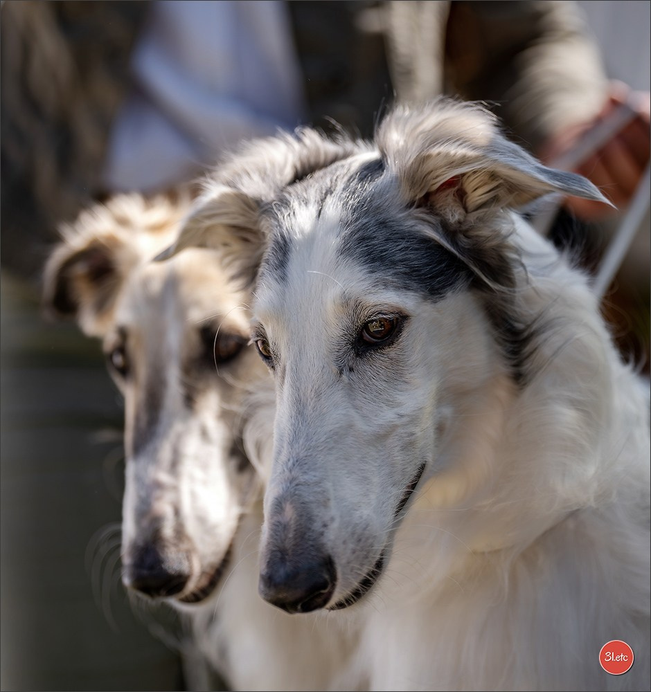 Dog Show - Hallbergmoos 🇩🇪 11-12/07/2026
