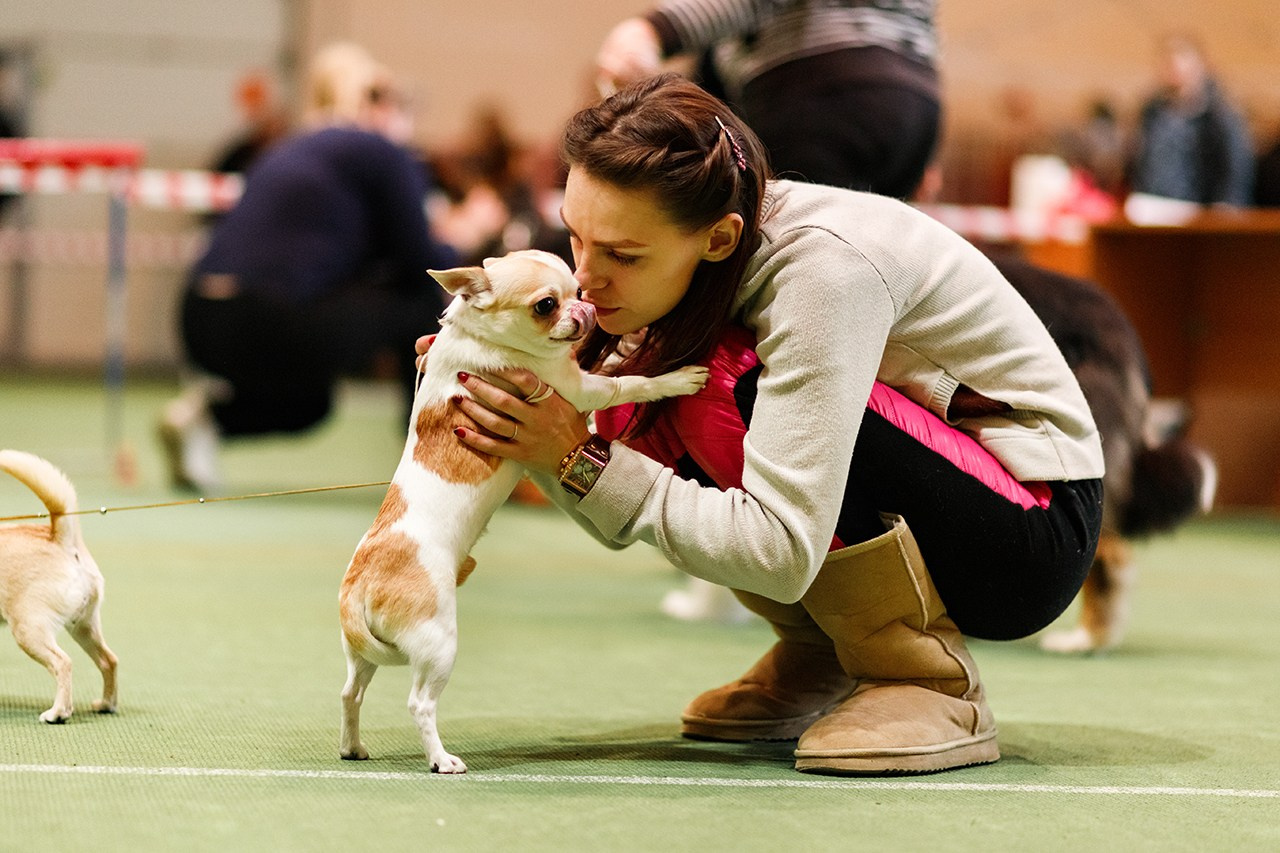Grodno dog show. Kaja | fotograf we Wrocławiu | ludzie i psy