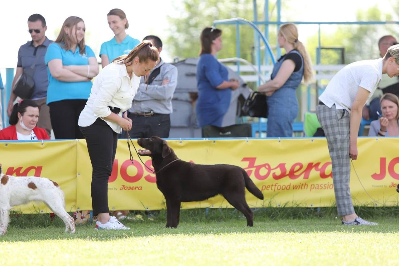 Ruby. Цуценята лабрадор ретривера, Дніпро, Україна