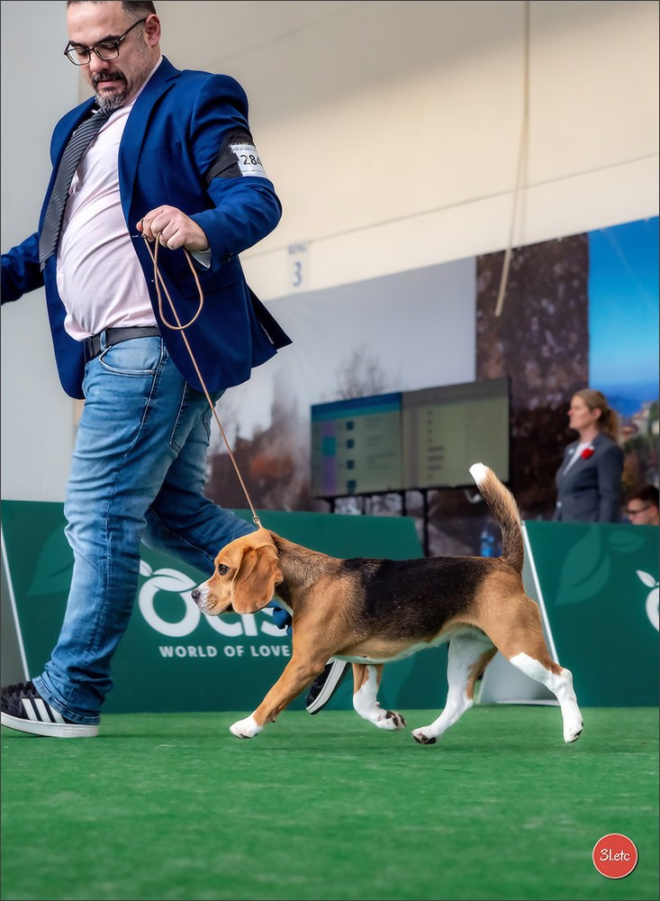 Dog Show  🇮🇹  San Marino. Photographe à Strasbourg | Portraits, Studio, Enfants, Événements