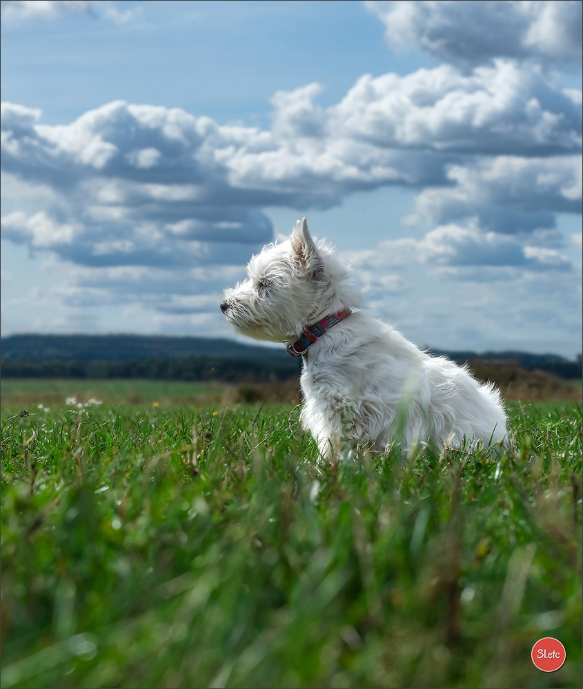 Exposition Canine à  Margny-lès-Compiègne 14-15/09/2024. Photographe à Strasbourg | Portraits, Studio, Enfants, Événements