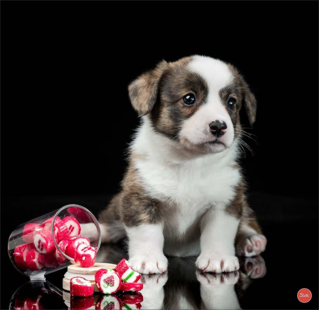 Photographie animalière. Photographe à Strasbourg | Portraits, Studio, Enfants, Événements