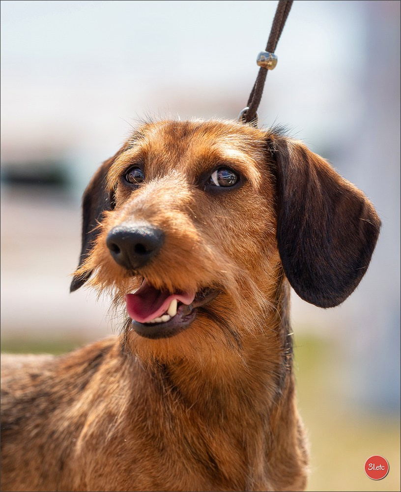 Expo canine (Teckel) Strasbourg Hoerdt  🇫🇷  5-6/07/2025. Photographe à Strasbourg | Portraits, Studio, Enfants, Événements