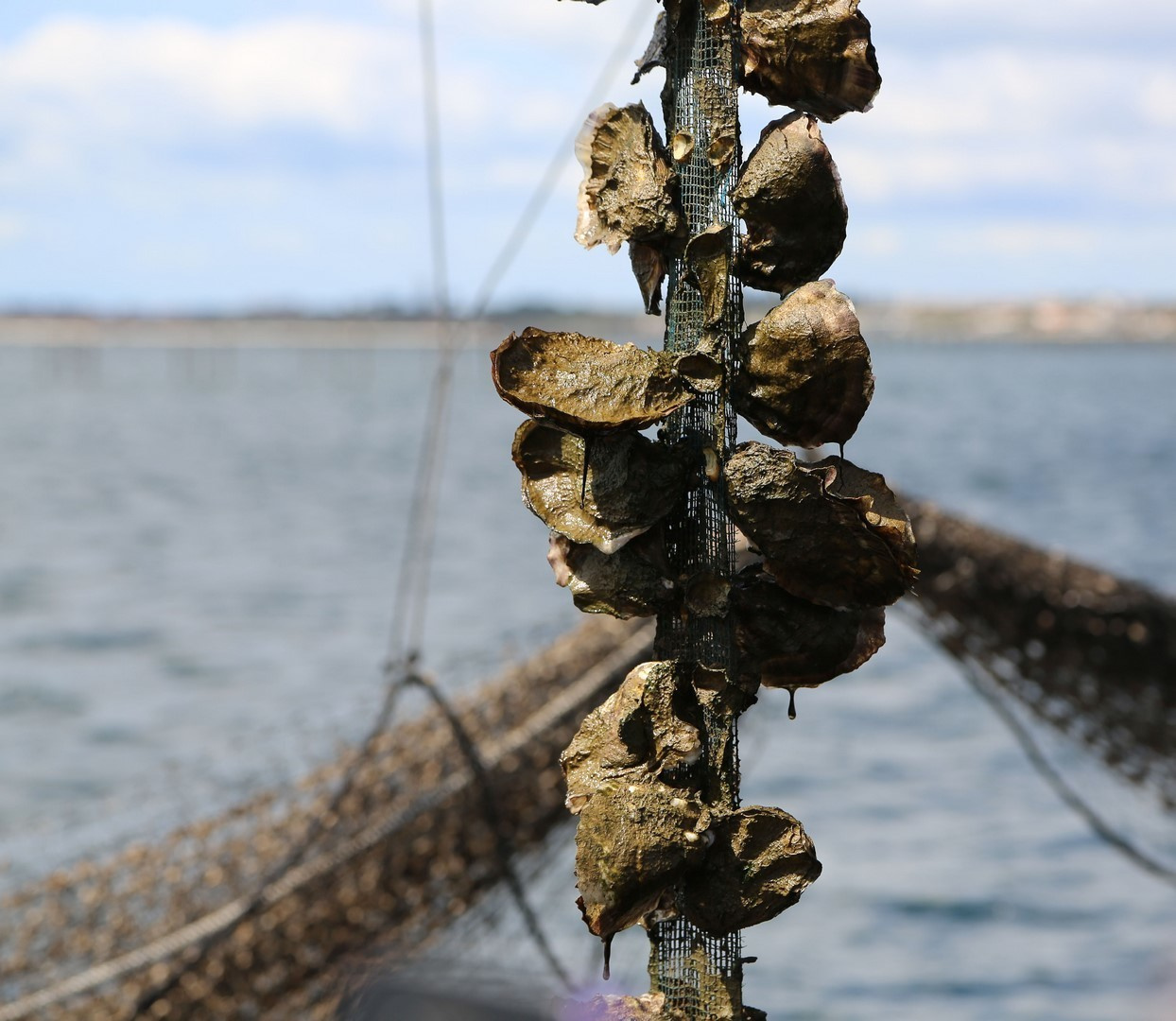 Huîtres. Natalia Bogdanovska. Films et photographie corporate en France