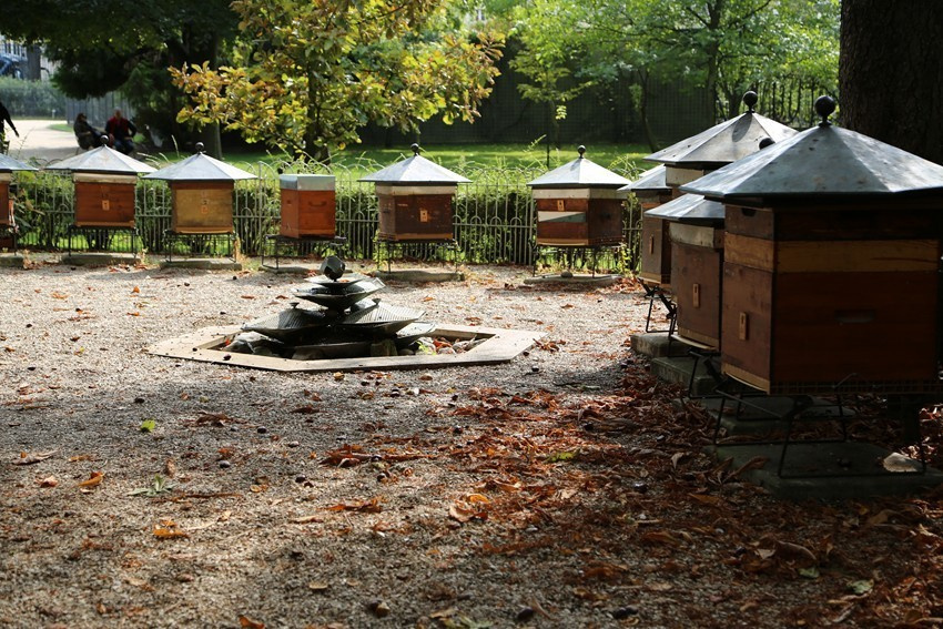 Les abeilles de Paris. Natalia Bogdanovska. Films et photographie corporate en France
