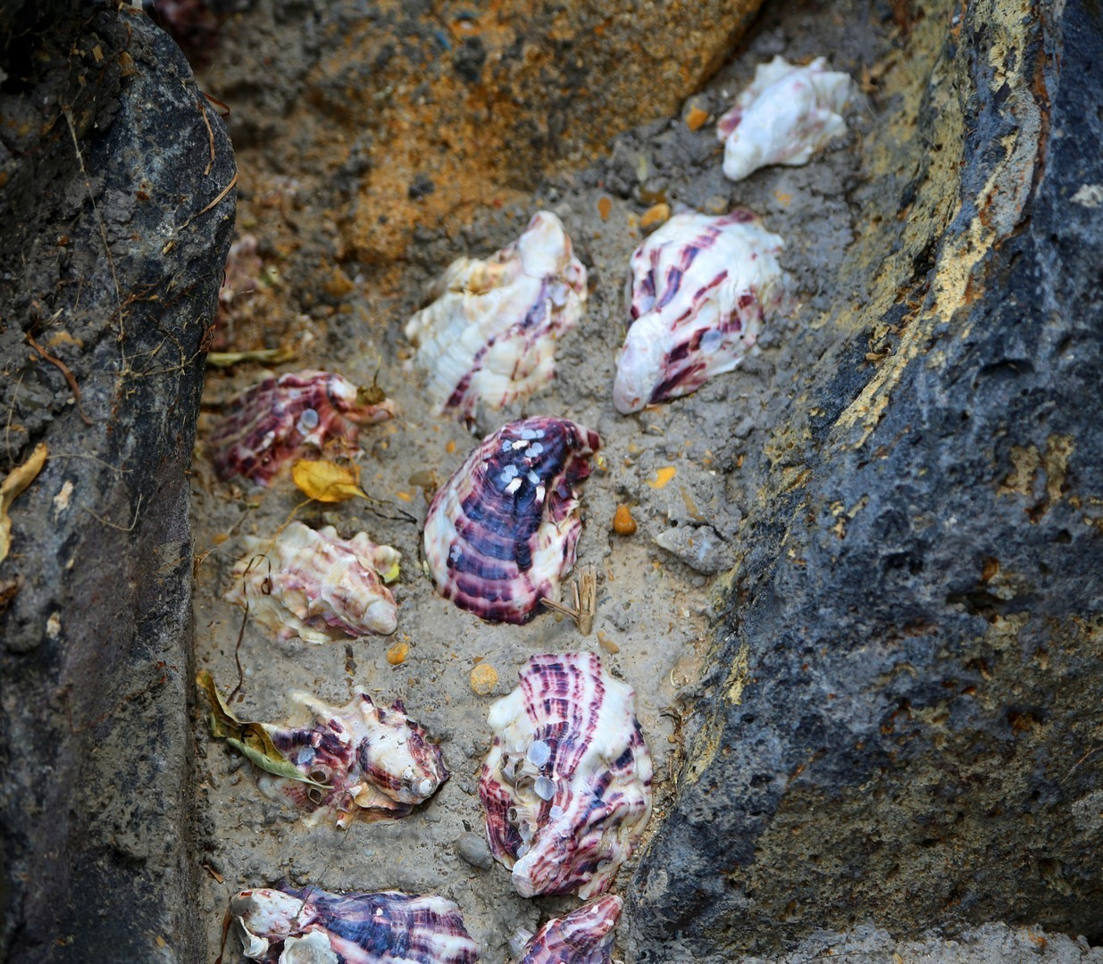 Huîtres. Natalia Bogdanovska. Films et photographie corporate en France