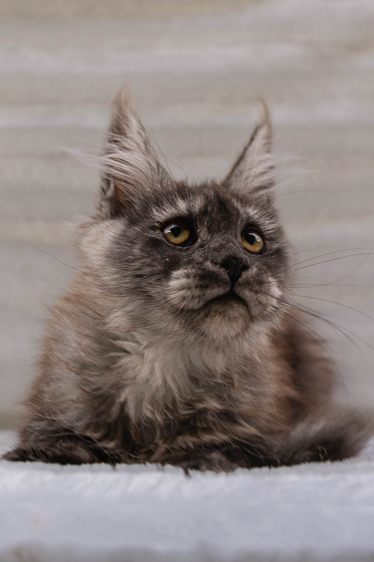 Senator Stella. Senator Cat — Maine Coon cattery