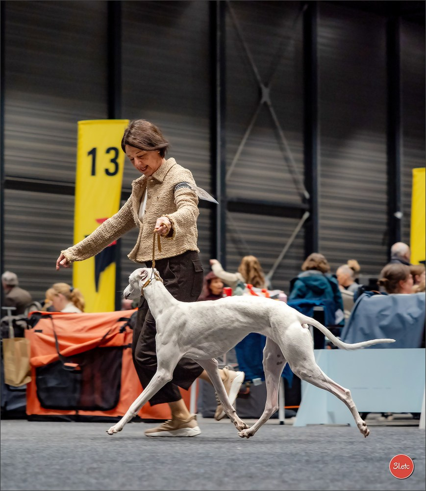 Dog Show Offenbourg  🇩🇪  14-15/03/2026. Photographe à Strasbourg | Portraits, Studio, Enfants, Événements