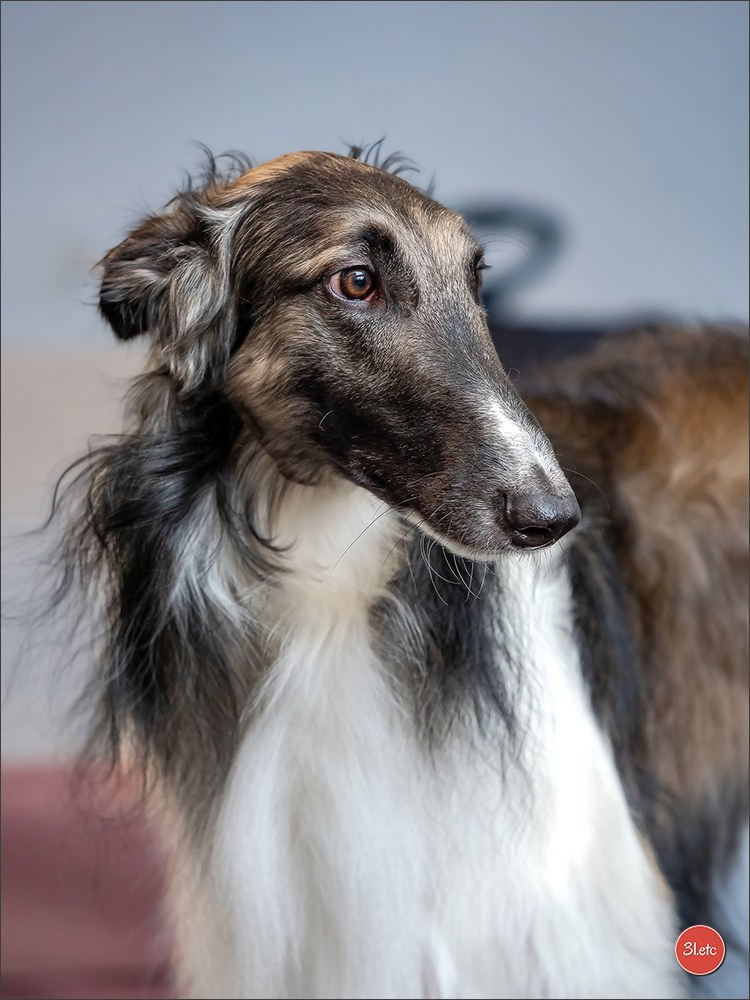 Dog Show Karlsruhe 🇩🇪  29-30/11/2025. Photographe à Strasbourg | Portraits, Studio, Enfants, Événements