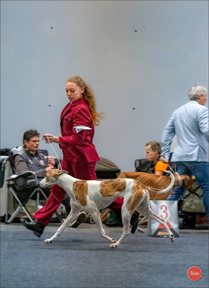 Dog Show Karlsruhe 🇩🇪  29-30/11/2025. Photographe à Strasbourg | Portraits, Studio, Enfants, Événements