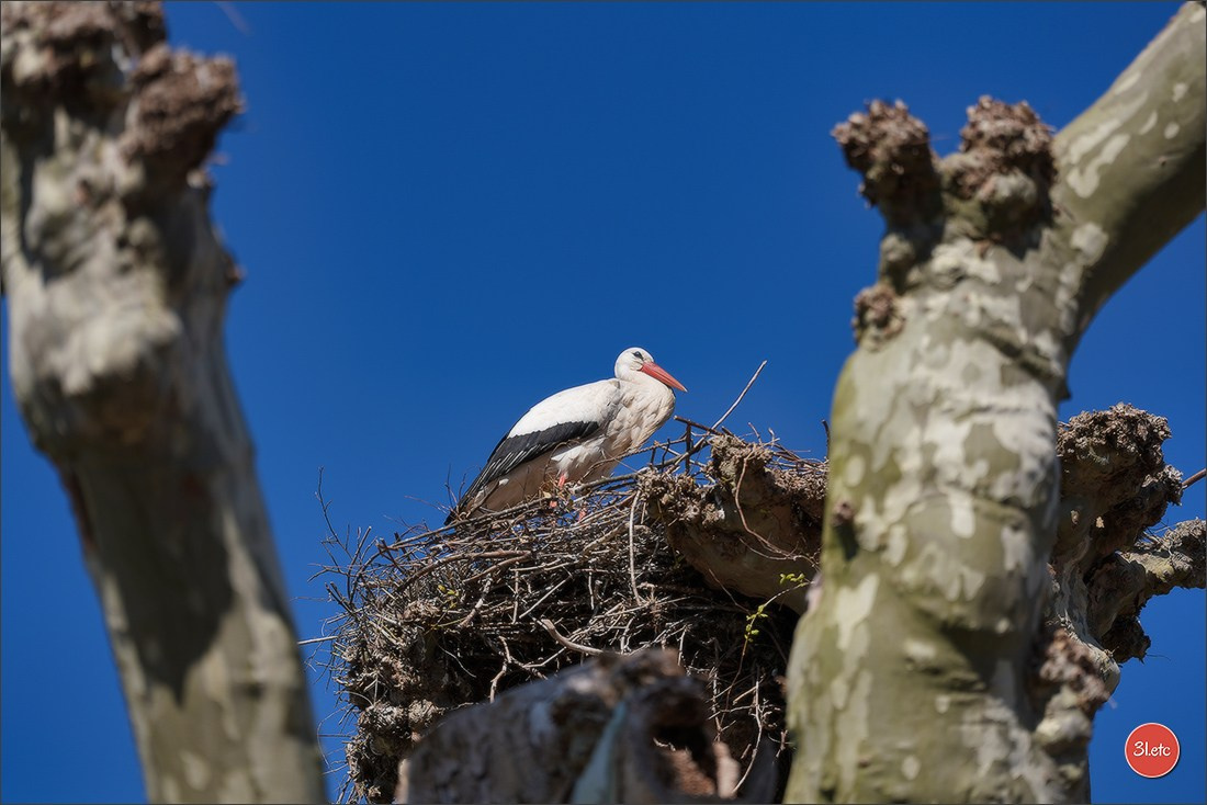 TEST ::: Sony Alpha 7 V (ILCE-7M5) 70-200mm f/2.8 GM II OSS. Photographe à Strasbourg | Portraits, Studio, Enfants, Événements