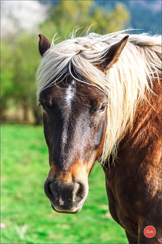 Photographie animalière. Photographe à Strasbourg | Portraits, Studio, Enfants, Événements