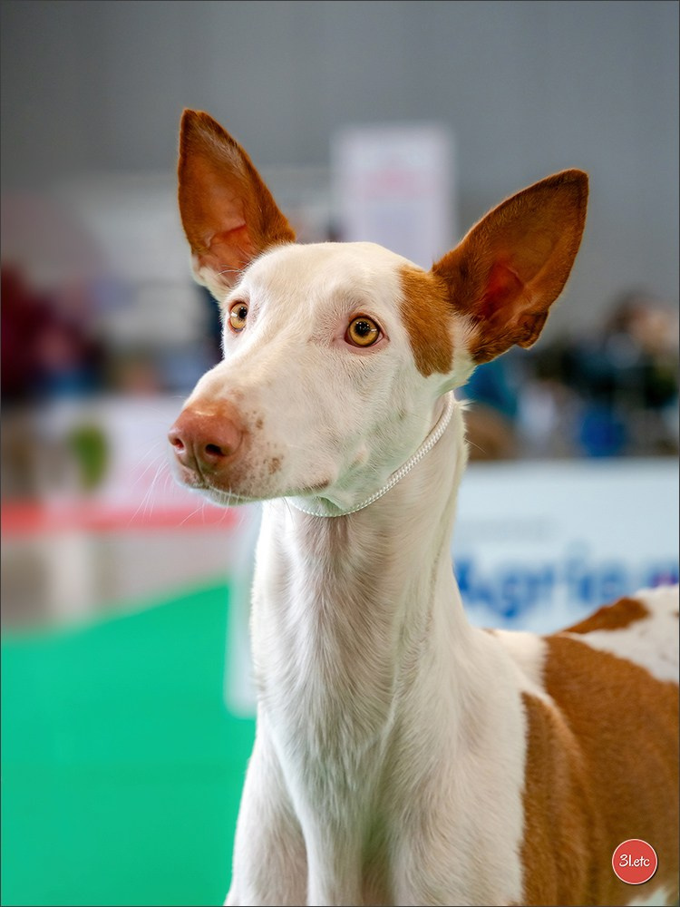 🇫🇷  Chalons en Champagne  🇫🇷  Expo canine  31/01-01/02/2026. Photographe à Strasbourg | Portraits, Studio, Enfants, Événements