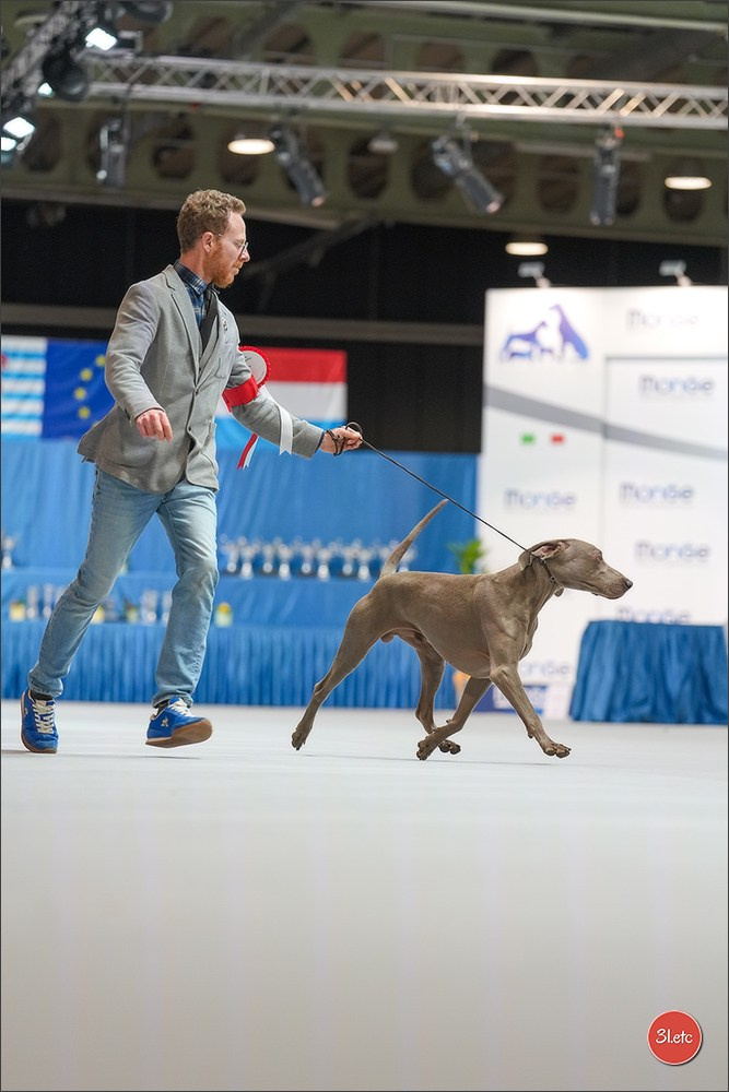 🇱🇺 LUXEMBOURG 🇱🇺 International Dog Show 4-5/04/2026. Photographe à Strasbourg | Portraits, Studio, Enfants, Événements