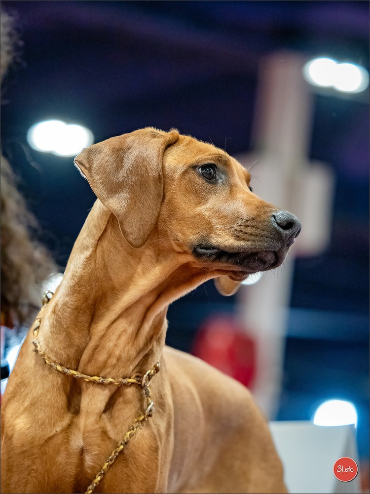 🇫🇷  Angers  🇫🇷  Expo canine  21-22/03/2026. Photographe à Strasbourg | Portraits, Studio, Enfants, Événements