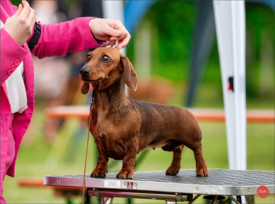 Dog Show Rieden 🇩🇪 16-18/05/2025. Photographe à Strasbourg | Portraits, Studio, Enfants, Événements