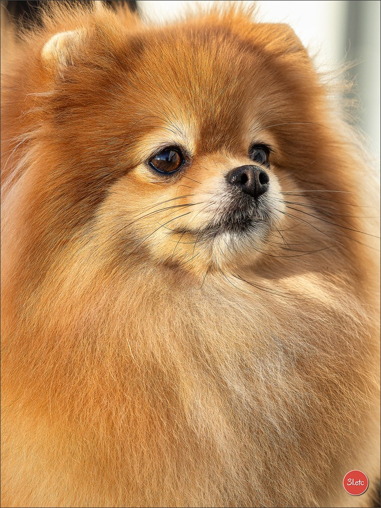 Expo canine  🇫🇷  Metz 08-09/11/2025. Photographe à Strasbourg | Portraits, Studio, Enfants, Événements