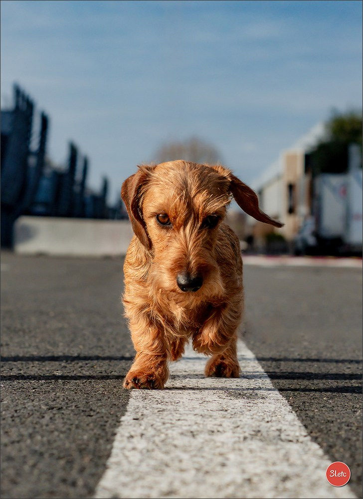 PDS  🇫🇷  Paris Dog Show  🇫🇷  Expo canine  10-11/01/2026. Photographe à Strasbourg | Portraits, Studio, Enfants, Événements