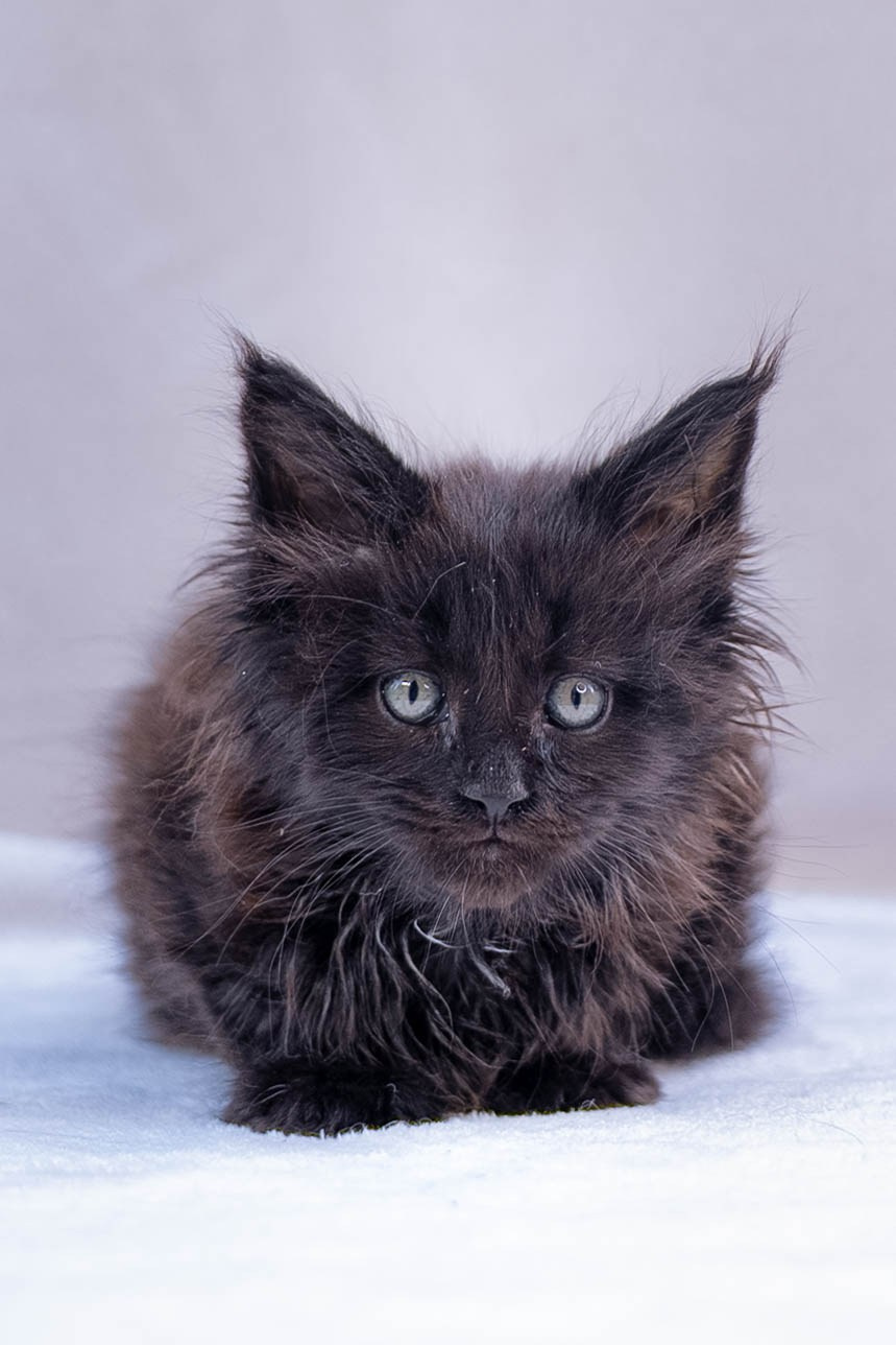 Senator Quantum. Senator Cat — Maine Coon cattery