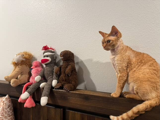 Dorito, boy, born on 06.06.24 SOLD. Devon Rex Pixie Cattery